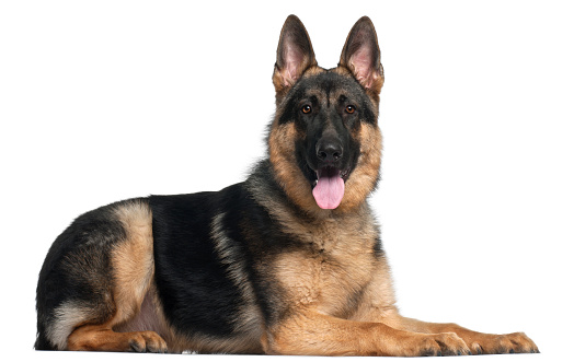 German Shepherd Dog, 8 months old, lying in front of white background