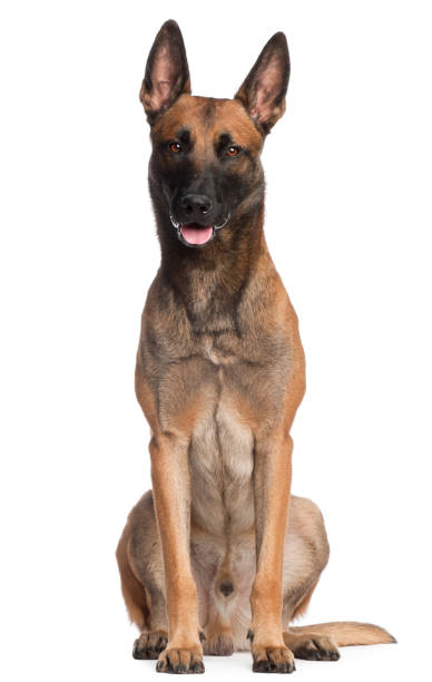 istock Belgian Shepherd Dog, 2 years old, sitting in front of white background 824150460