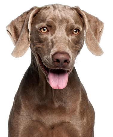 Close-up of Weimaraner, 12 months old, in front of white background