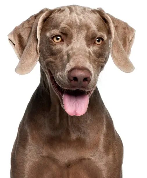 Close-up of Weimaraner, 12 months old, in front of white background