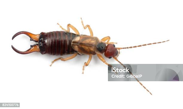 Common Earwig Or European Earwig Forficula Auricularia Against White Background Stock Photo - Download Image Now
