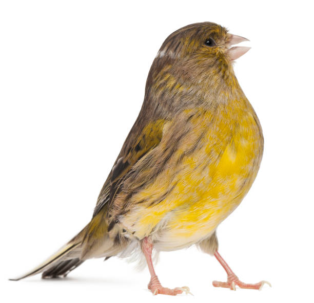 istock Atlantic Canary, Serinus canaria, 2 years old, in front of white background 824150934