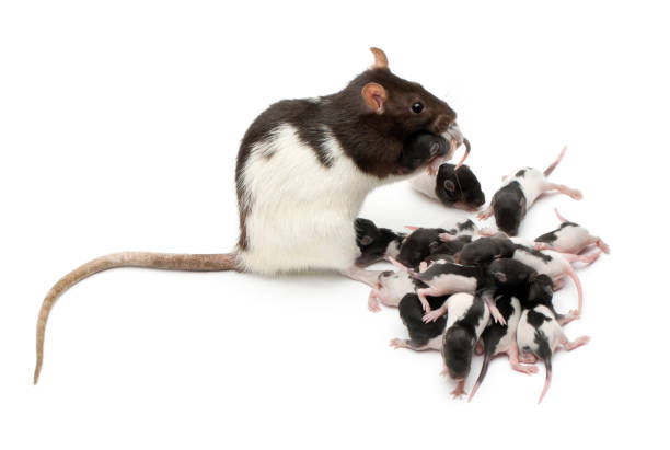 istock Fancy rat taking care of its babies in front of white background 824151006