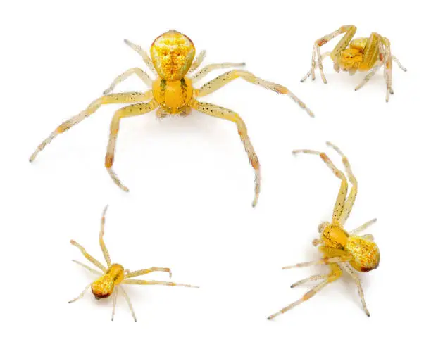 Crab spider, Ebrechtella tricuspidata, in front of white background