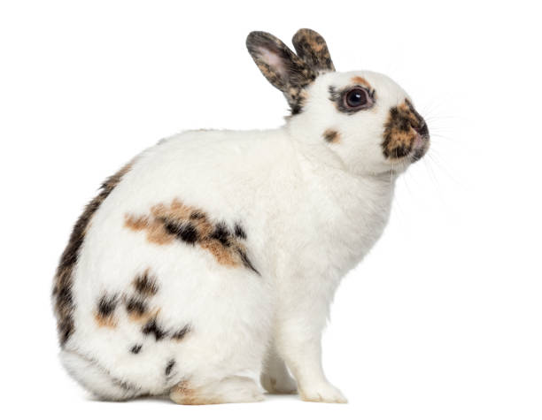 istock English spot rabbit isolated on white 824154524