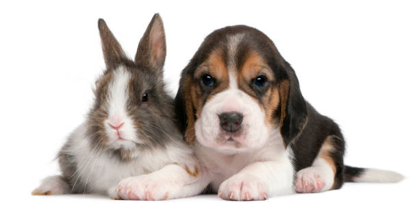 istock Beagle Puppy, 1 month old, and a rabbit in front of white background 824154574