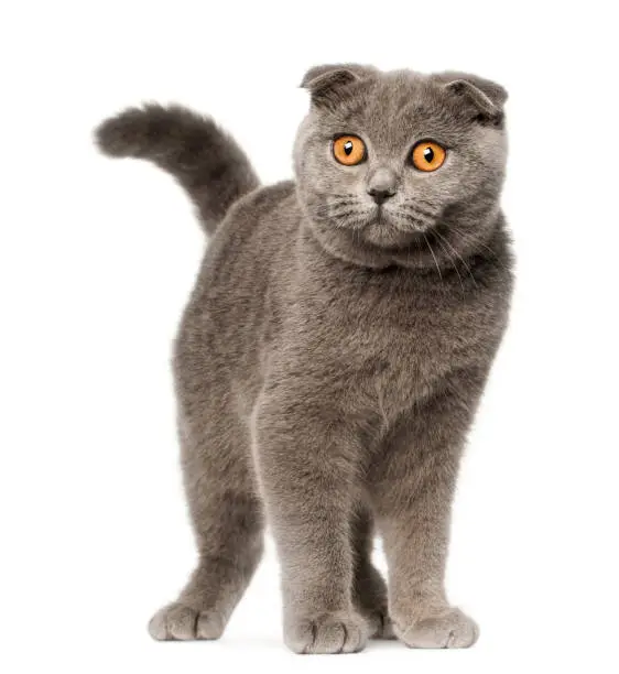 Scottish Fold kitten, 4 months old, standing in front of white background