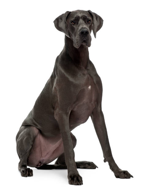 Great Dane, 15 months old, sitting in front of white background Great Dane, 15 months old, sitting in front of white background great dane stock pictures, royalty-free photos & images
