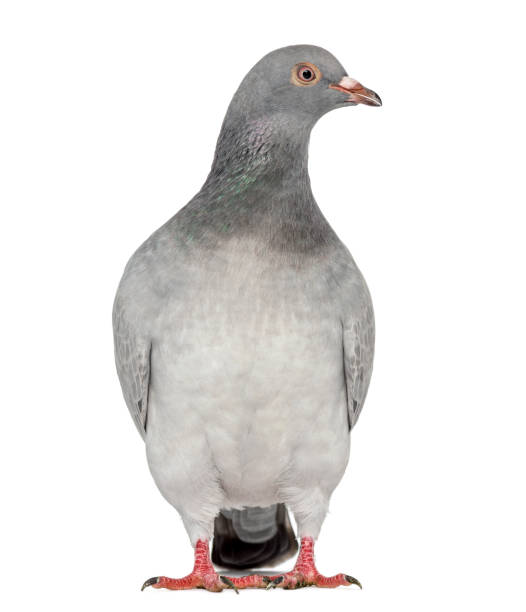 istock Texan Pioneer Pigeon isolated on white 824154922