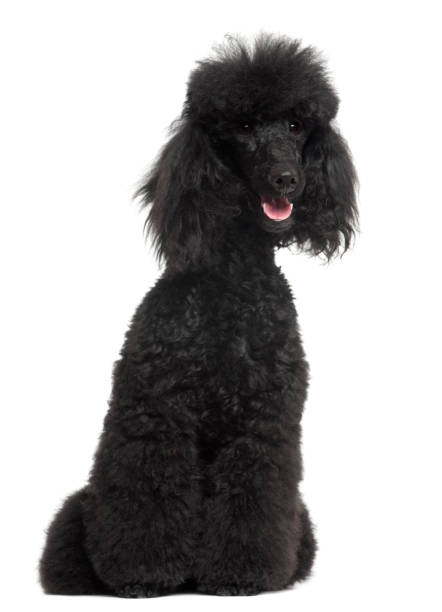 istock Poodle, 8 months old, sitting in front of white background 824157300