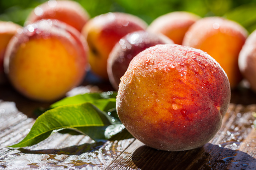 Organic peaches on peach tree in an orchard on a summer day