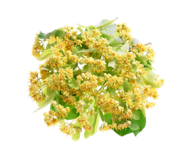 istock Branch of linden flowers 824164380