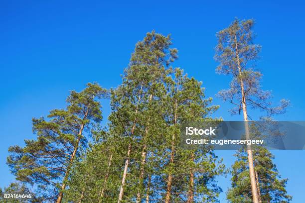 Pine Trees Over Bright Blue Sky Stock Photo - Download Image Now - Backgrounds, Blue, Bright