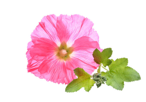 istock decorating hollyhock flowers /Althaea officinalis/ 824164722