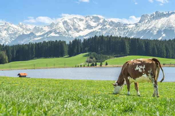 istock Cow on green grass at lake shore and alpine mountains. 824166882