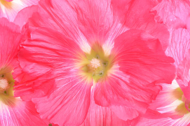 decorating hollyhock flowers /Althaea officinalis/