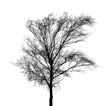 Black bare tree photo silhouette isolated on white background