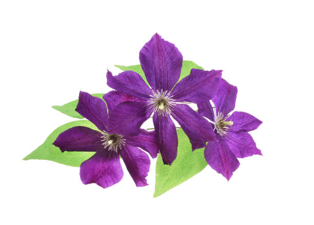 istock Purple clematis Isolated 824167000