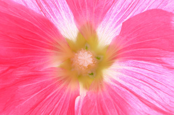 istock decorating hollyhock flowers /Althaea officinalis/ 824167080