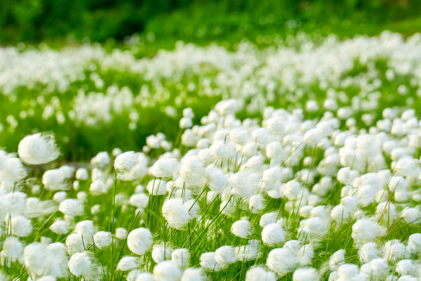 arctic cotton grass in kamchatka - cotton grass sedge grass nature imagens e fotografias de stock