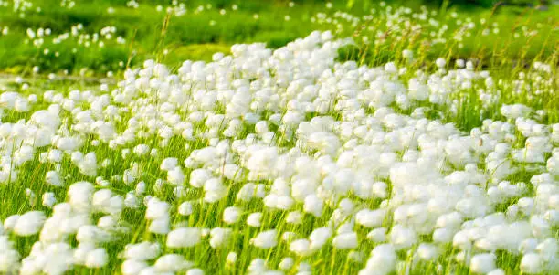 Arctic cotton grass (Eriophorum) field in Kamchatka. Horizontal shot