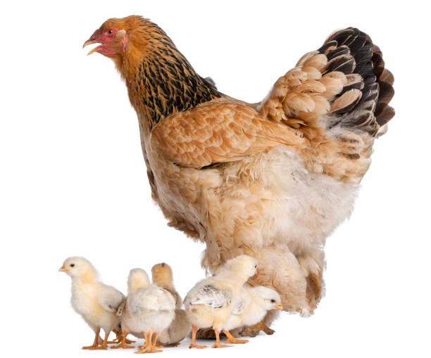 istock Brown Brahma Hen and her chicks in front of a white background 824167876