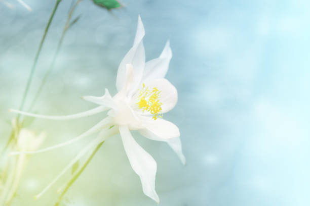 Delicate white flower aquilegia on a blurred background. Toned photo
