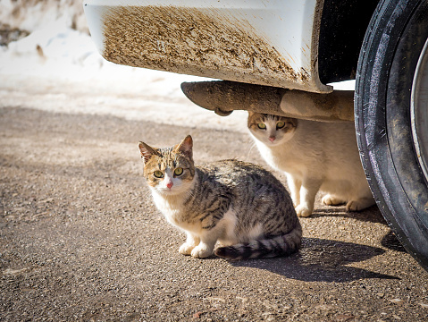 A cold winter day with snow two cats found shelter in the warmth under a car