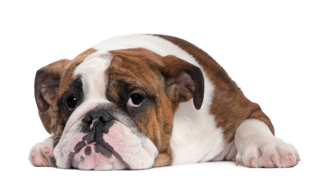 istock English Bulldog puppy 824174328