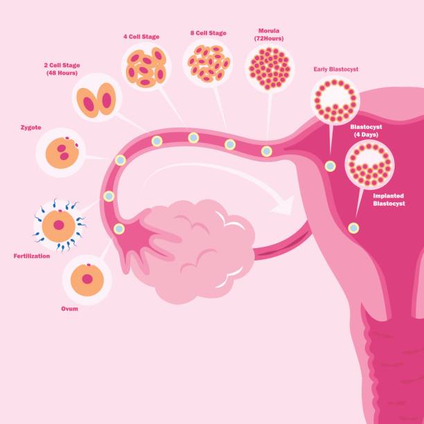 illustrations, cliparts, dessins animés et icônes de utérus de dessin animé mignon - human zygote