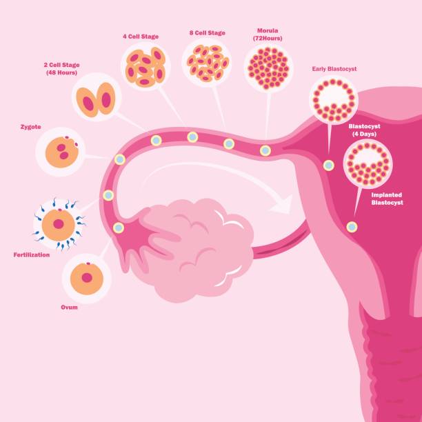 ilustrações de stock, clip art, desenhos animados e ícones de cute cartoon uterus - ovary