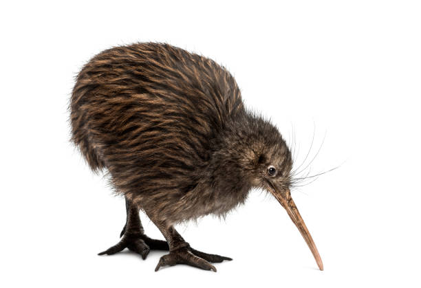 istock North Island Brown Kiwi, Apteryx mantelli 824174824