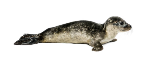istock Common seal pup, isolated on white 824174966