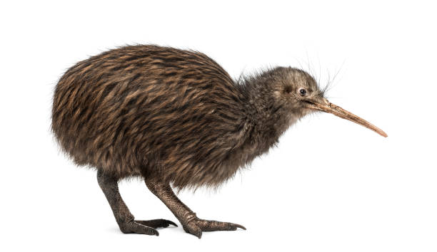 istock North Island Brown Kiwi, Apteryx mantelli 824174992