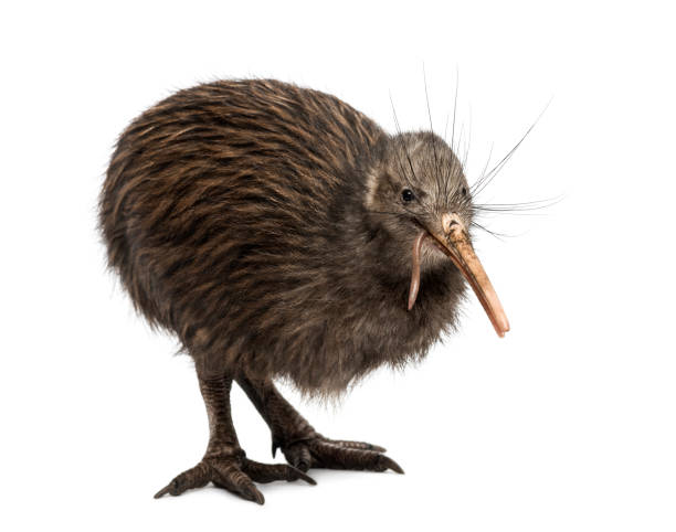 istock North Island Brown Kiwi eating an Earthworm Apteryx mantelli 824175040