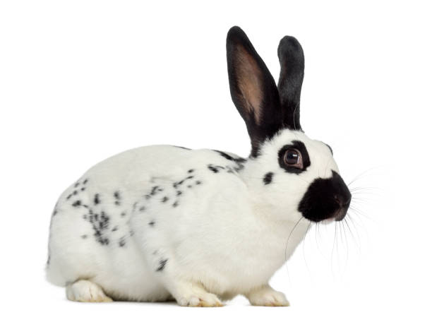 istock English Spot Rabbit isolated on white 824175196