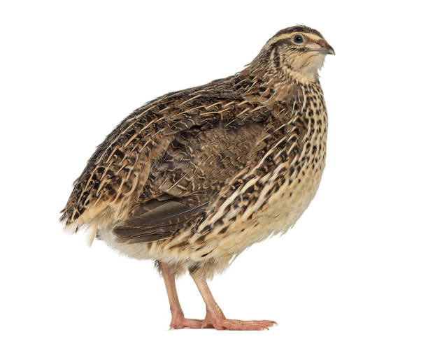 istock Japanese Wild Quail isolated on white 824175598