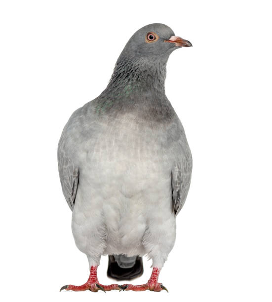 istock Texan Pioneer Pigeon isolated on white 824175600