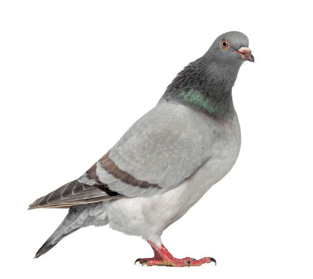 istock Texan Pioneer Pigeon isolated on white 824175616