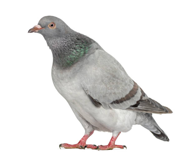 istock Texan Pioneer Pigeon isolated on white 824175624