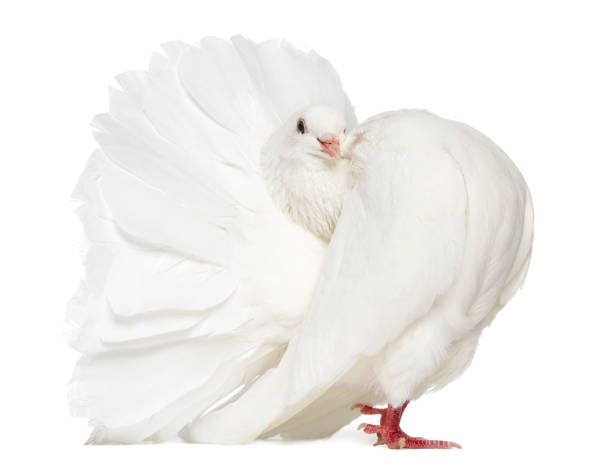 istock Peacock pigeon isolated on white 824175722