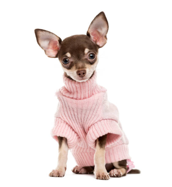 sweater for dogs