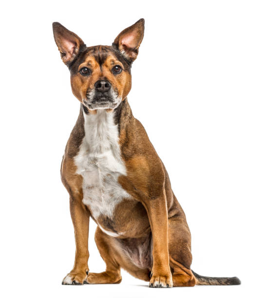 istock Crossbreed dog isolated on white 824176032