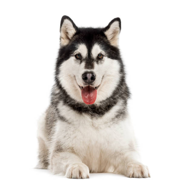 istock Alaskan Malamute isolated on white 824176058