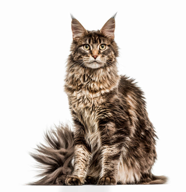 Maine Coon isolated on white