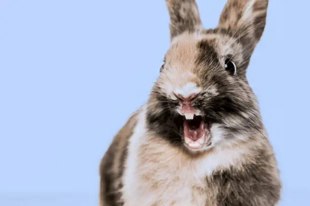 Photo of Close-up of a funny Rabbit against a blue background