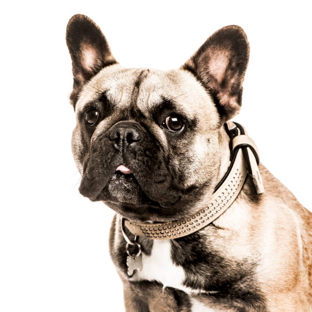 istock French Bulldog isolated on white 824178352