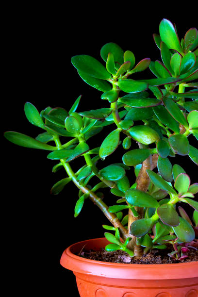 istock Crassula ovata or money tree succulent plant closeup on black background 824178376
