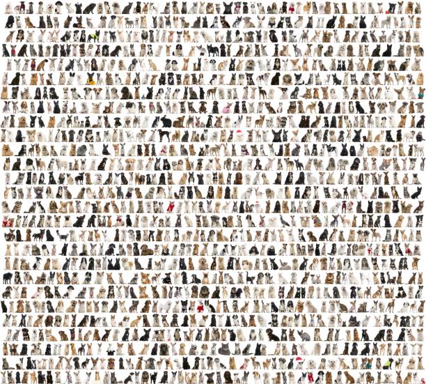 Large group of dog breeds in front of a white background