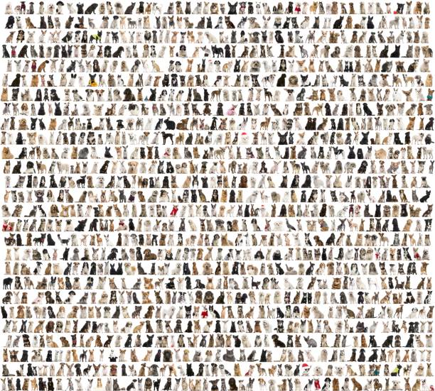 Large group of dog breeds Large group of dog breeds in front of a white background large group of animals photos stock pictures, royalty-free photos & images